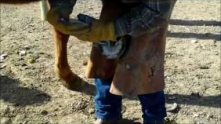 Trimming a Horse With Laminitis [upl. by Joslyn]