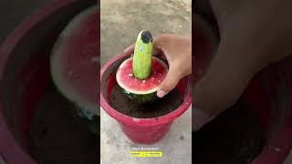 Maximize Your Cucumbers and watermelons Harvest with These Planting Tips garden farming [upl. by Jurkoic]