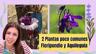 2 plantas poco comunes de la feria de las flores floripondio lila una Aquilegia y sus cuidados [upl. by Nussbaum]