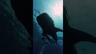 Whale Shark Sail rock 22 Aug sailrock underwater undersea oceanlife fish travel whaleshark [upl. by Ttcos]