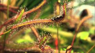 Drosera capensis quotRedquot in Action [upl. by Furlong]