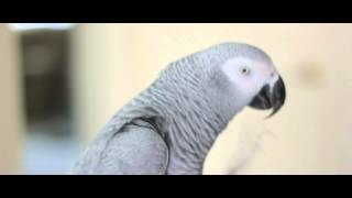 African Grey Playing amp Talking [upl. by Hammerskjold460]