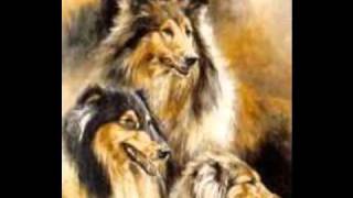 The Rough Collie  A Precious Breed [upl. by Nitsirc]