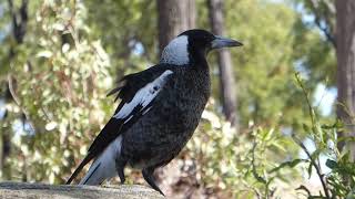 A closeup of a juvenile Australian magpie warbling while Torresian crows are calling [upl. by Alliscirp759]