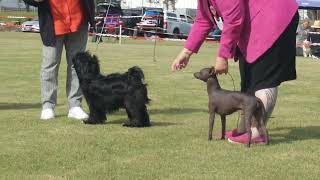 2024 Romsey PM Show  Non Sporting Dogs [upl. by Etienne223]