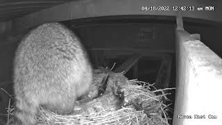 Raven Nest Cam back for more fat ugly racoon [upl. by Ecirtac752]