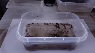 Triops  Hatchery Transferring acclimatingHatchery refresh method by Triassic Park Triops [upl. by Cooe]