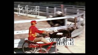 1950s Ostrich Riding Vintage [upl. by Welbie513]