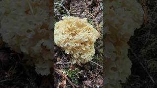 Super Satisfying Tapping and Mushroom Crunch ASMR California Coast HumboldtMendocino [upl. by Marget668]