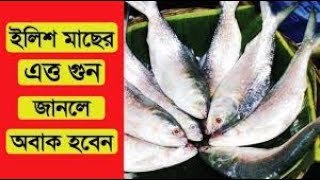 ilish macher upokaritaইলিশ মাছের উপকারিতা শুনলে আপনার চোখ কপালে উঠবে  Health Benefits of Ilish [upl. by Boleslaw221]