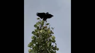 Common Grackle [upl. by Akinet799]