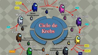 Glucólisis y Ciclo de Krebs [upl. by Refinney]