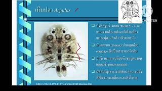 ปรสิตกลุ่ม Cestode และ crustaceans [upl. by Yrreiht]