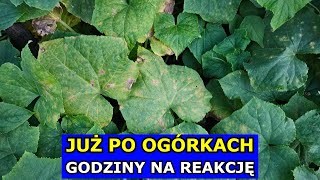 Już po Ogórkach Godziny na Reakcję lub Koniec Uprawy Mączniak rzekomy oprysk interwencyjny Uprawa [upl. by Alhan]