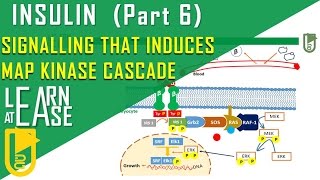 Insulin Part 6 Signalling that induces Growth by MAP kinase pathway [upl. by Esinereb]