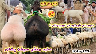 Dumba Mandi Saifan Peshawar Zero Size Turkey Balkhi Sheep New Updates 17082024  Izhar Ali Shah [upl. by Ahrens]