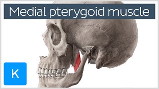 Medial Pterygoid Muscle Origin Insertion Function amp Nerve Supply  Anatomy  Kenhub [upl. by Ellicott963]