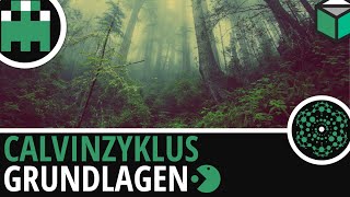 Calvinzyklus Grundlagen einfach erklärt│Biologie Lernvideo Learning Level Up [upl. by Lethia]