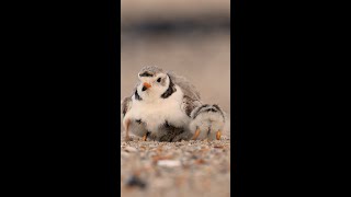 Piping plover conservation [upl. by Panaggio]