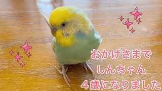 2024330 しんちゃん4歳になりました 【セキセイインコしんちゃんときょきょの暮らし】お喋りインコ [upl. by Reinaldos]