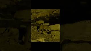 Rare Footage Of An African Wild Cat Caught On Camera At Night [upl. by Bore]