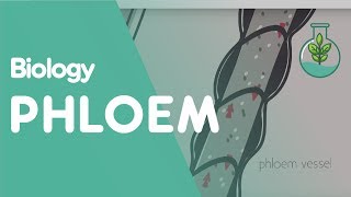 Phloem amp translocation  Life processes  Biology  Khan Academy [upl. by Assilim]