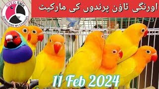 Orangi Town Birds Market Latest 11022024  Sunday Birds Market 110224  orangitown birds khi [upl. by Sherr]