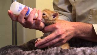 Orphaned Kitten Care How to Videos  How to Bottle Feed an Orphaned Kitten [upl. by Yendroc90]