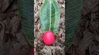 Finding some millipedes and egg millipede egg millipedes fypシ゚ [upl. by Ihtac927]