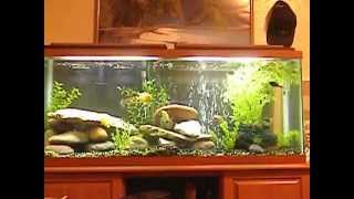 55 gallon cichlid aquarium [upl. by Kuster148]