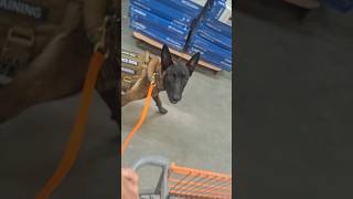 Belgian Malinois heeling with grocery cart belgianmalinois germanshepherd [upl. by Aihsened889]