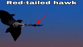 How Red tailed hawk Hunt prey shorts birds cute [upl. by Liv]