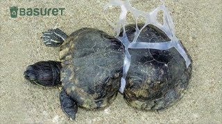 La Triste Historia de la Tortuga Deformada por la Basura [upl. by Madalyn]