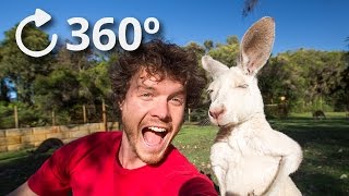 360º Talking Kangaroos  Australia 4K [upl. by Adamina]