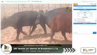 231024  250º Remate por Internet de Brandemann y Cía  Eduardo Castex La Pampa [upl. by Shu798]