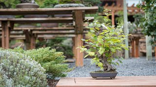 Fall Deciduous Bonsai Maintenance [upl. by Ainnek989]