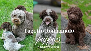 Lagotto puppies 6 to 8 weeks old [upl. by Hogg392]