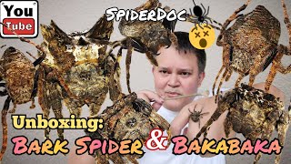 UNBOXING TIME Mga BARK SPIDER at BAKABAKA ng GENSAN Caerostris sp and Dolophones conifera [upl. by Enilec]