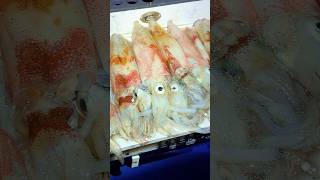 Fishing for HUGE squid 🦑 fishing shortvideo fish [upl. by Toille]