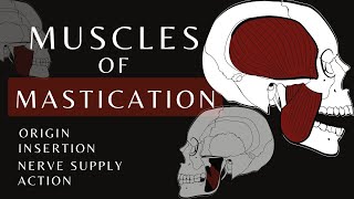 Muscles of Mastication  Gross Anatomy and Physiology [upl. by Atalayah]