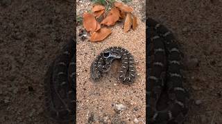 Rattle Snake 😱 sciencefacts facts shorts [upl. by Patterson672]