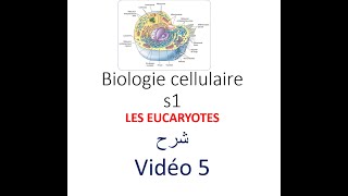 biologie cellulaire s1 vidéo 05  les eucaryotes شرح [upl. by Odnumde]