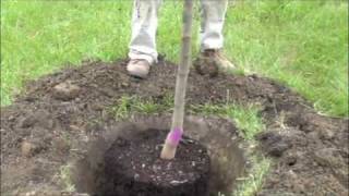 How to plant a potted tree [upl. by Yknip]