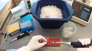 PCR Protocol  Part 1 [upl. by Seth654]