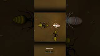 Why do termites explode in front of ants  Termite explode [upl. by Alraep627]