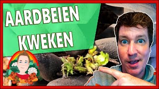 AARDBEIEN KWEKEN  ALS EEN KWEKER  Moestuin vlog138  Frigo planten voor extra vroege oogst [upl. by Eceinert]