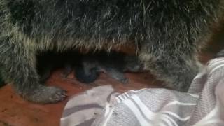 New born baby Binturong Jawa captive breed Birth date  December 29th 2016 [upl. by Phemia]