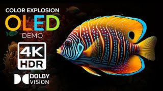 Unbelievable OLED Demo 4K HDR Video Ultra HD 120 FPS [upl. by Okkin]