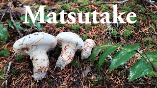 How to find matsutake mushrooms  Pine mushrooms [upl. by Epifano]