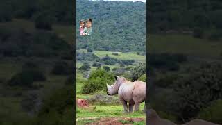 Lion vs rhinos wildlife rhinos animals ahsanrajpoot youtube youtubeshorts shorts trending [upl. by Annoval]